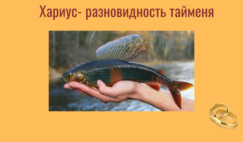 Речка, рыбалка