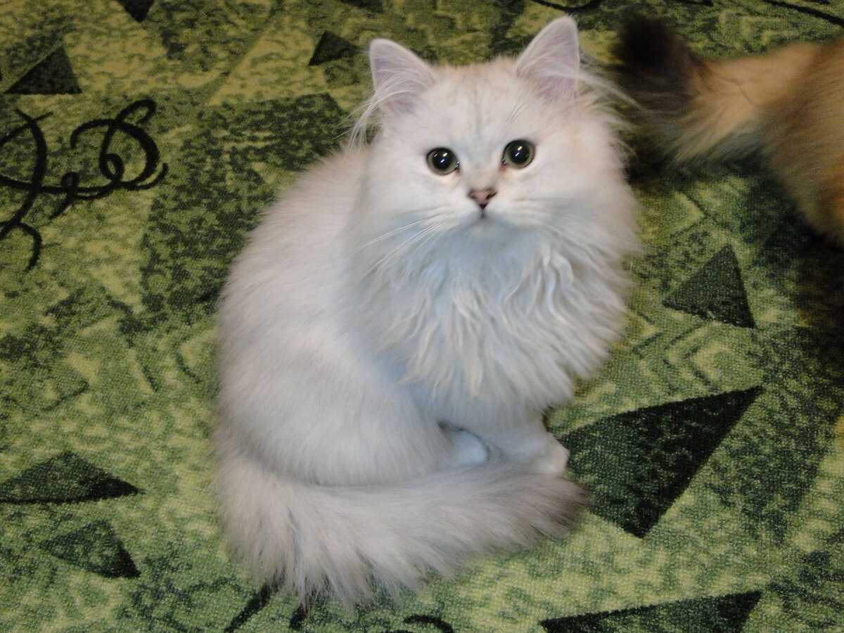 Шотландский котенок Ирбис
