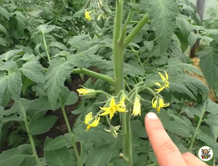 Завязи томатов