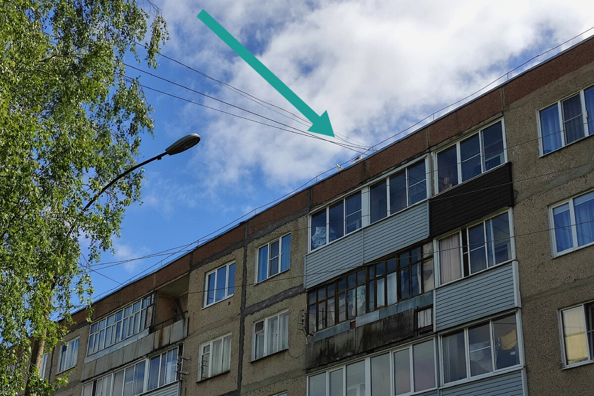 Чайки, живущие на крыше панельного дома