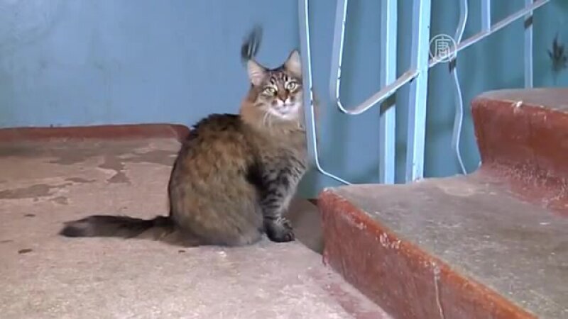 Из открытых источников. 