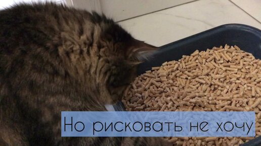 Реакция кота на древесный наполнитель. До этого 10 лет был пустой лоток