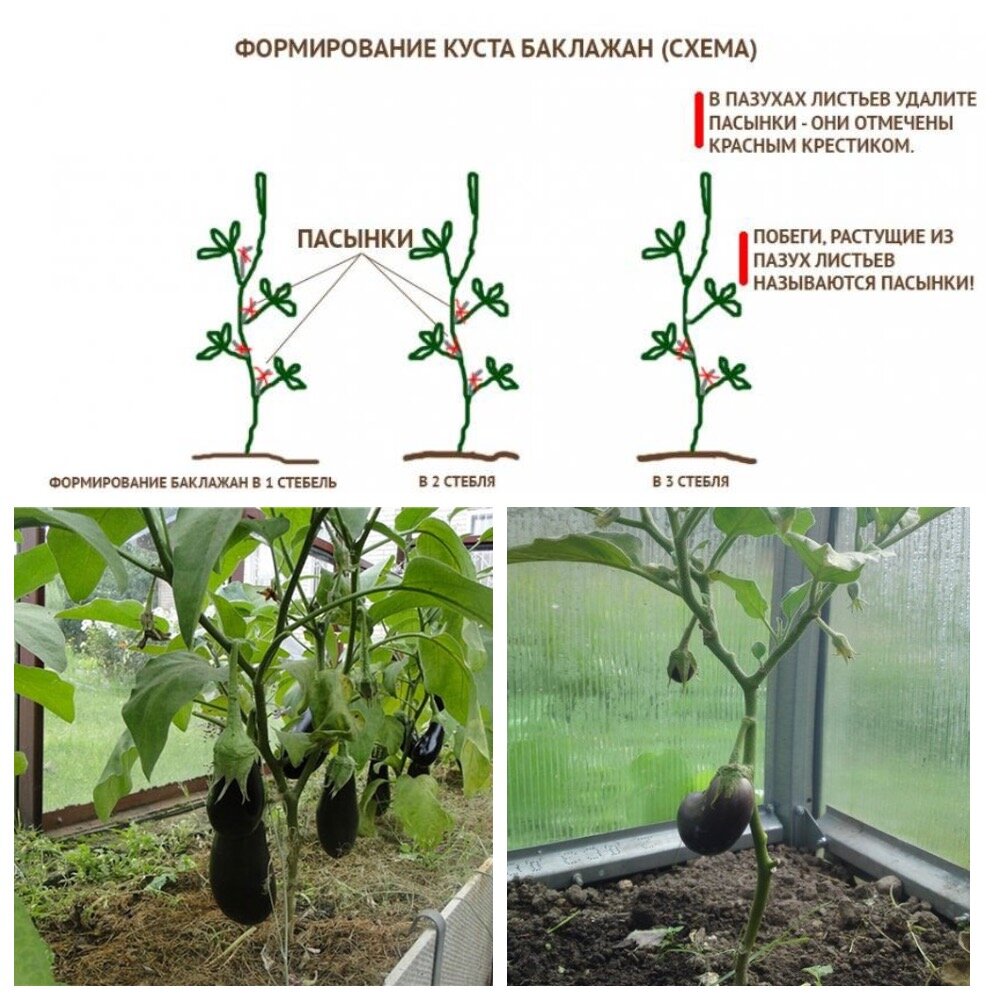 Пасынкование для начинающих баклажан в теплице. Пасынкование баклажанов. Пасынкование роз. Пасынкование ЕГЭ биология. Схема пасынкования баклажан.