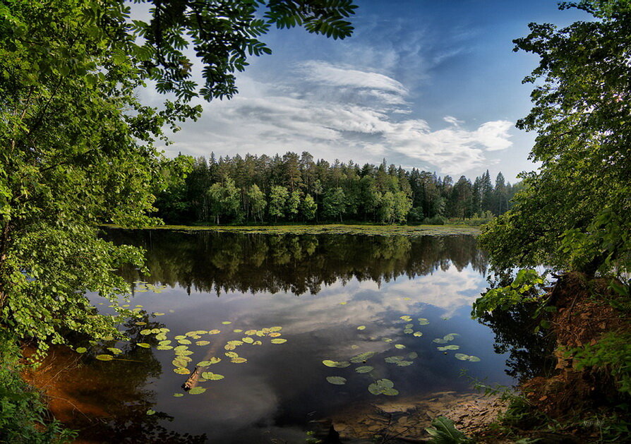 Лесное озеро картинки фото