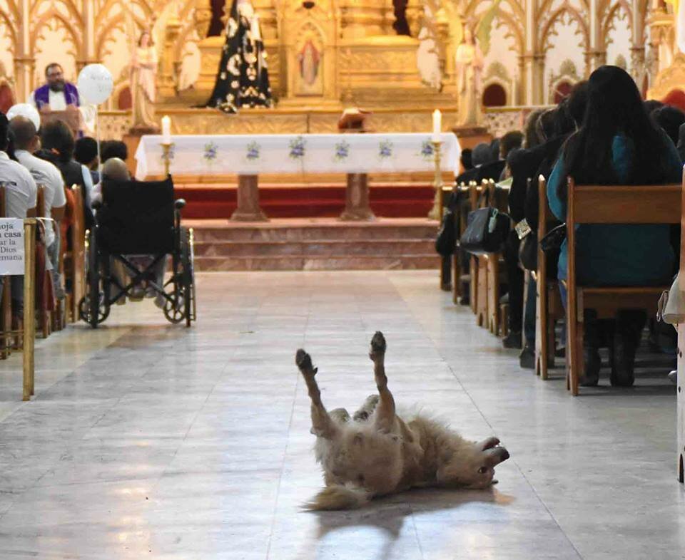 Кошка в храме