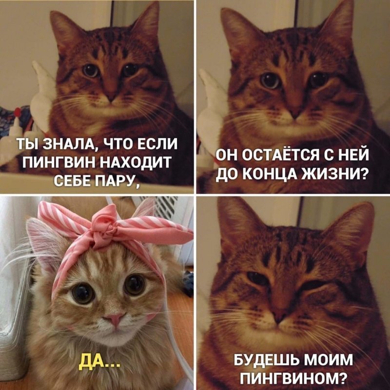 Картинки мемы с котами