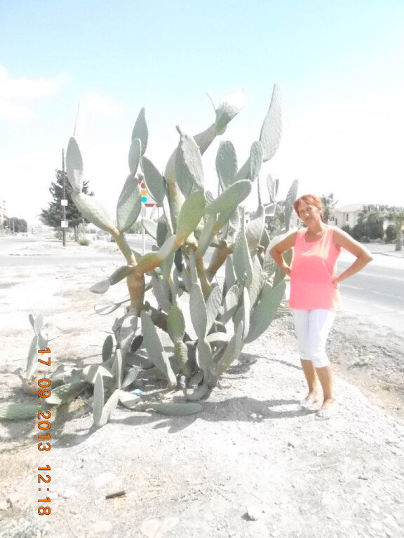 Такие кактусы растут на Кипре