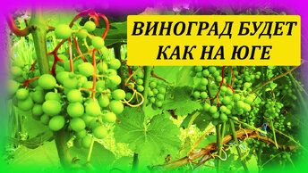 Виноград выращивание и уход летом. Как ускорить созревание винограда. Как выращивать виноград в Московской области.