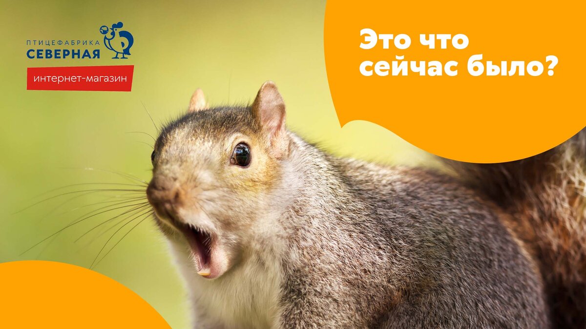 В какое время полезней всего есть курицу? | Птицефабрика Северная | Дзен