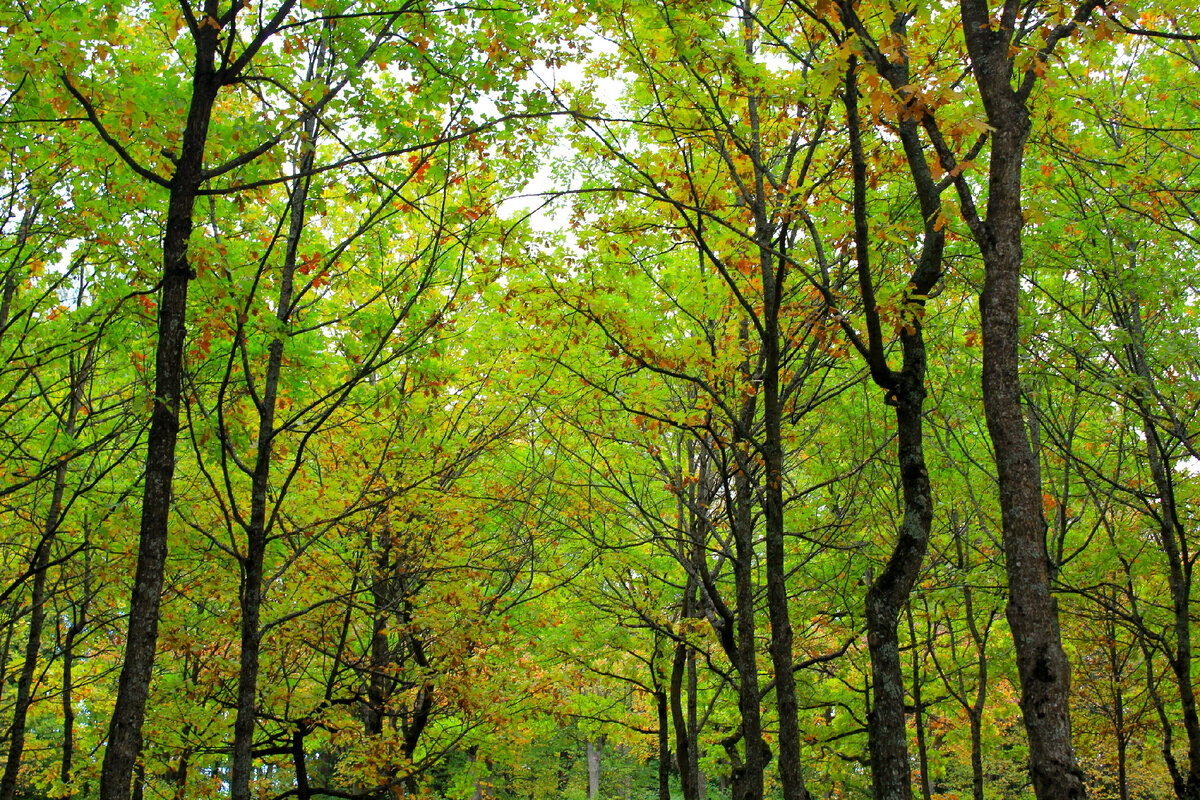 Покупка Nikon не делает вас фотографом. Это делает вас владельцем Nikon ...