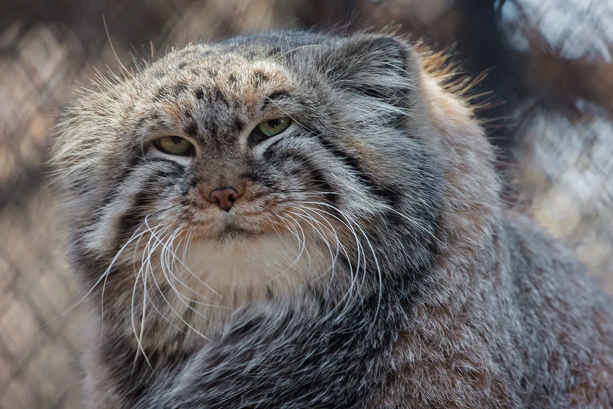 🐱Какие виды кошек занесены в Красную книгу | Нос, хвост, лапы | Дзен