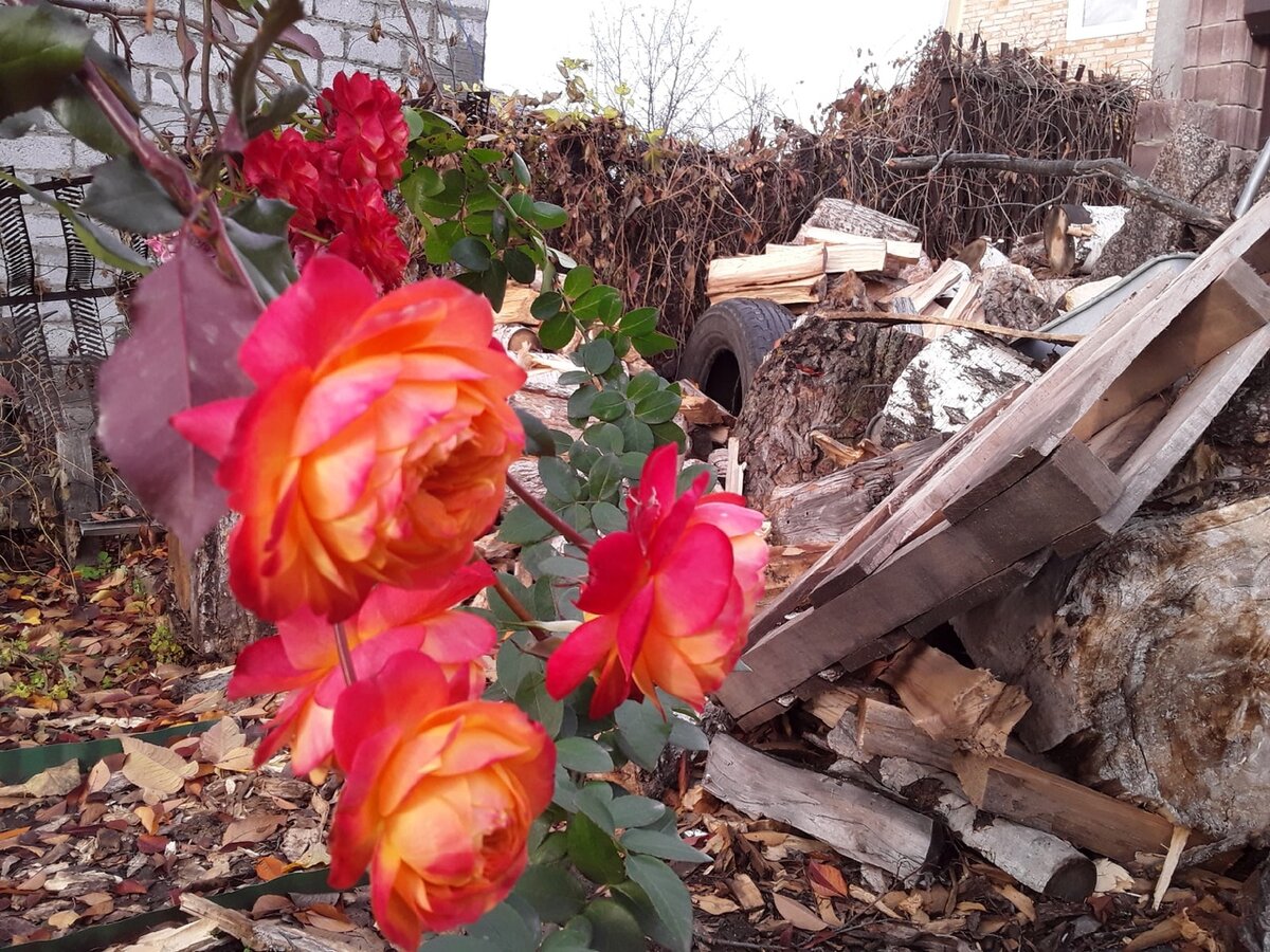 И лотки из-под кирпичей тоже мечтают стать дровами