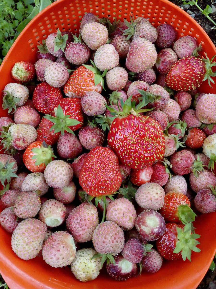 Фото конфет нельзя, пусть будут ягоды с нашего огорода