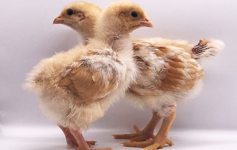 внешний вид может отличаться, у несушек быстрее растут крылья, тяжелые породы медленнее оперяются, но размер месячного цыпленка примерно как на фото.