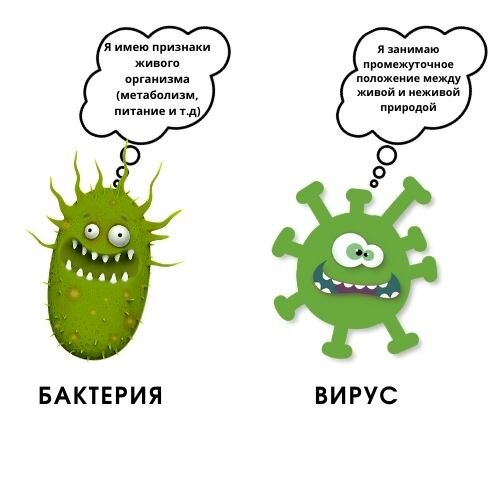 Чем отличаются бактерии от вирусов