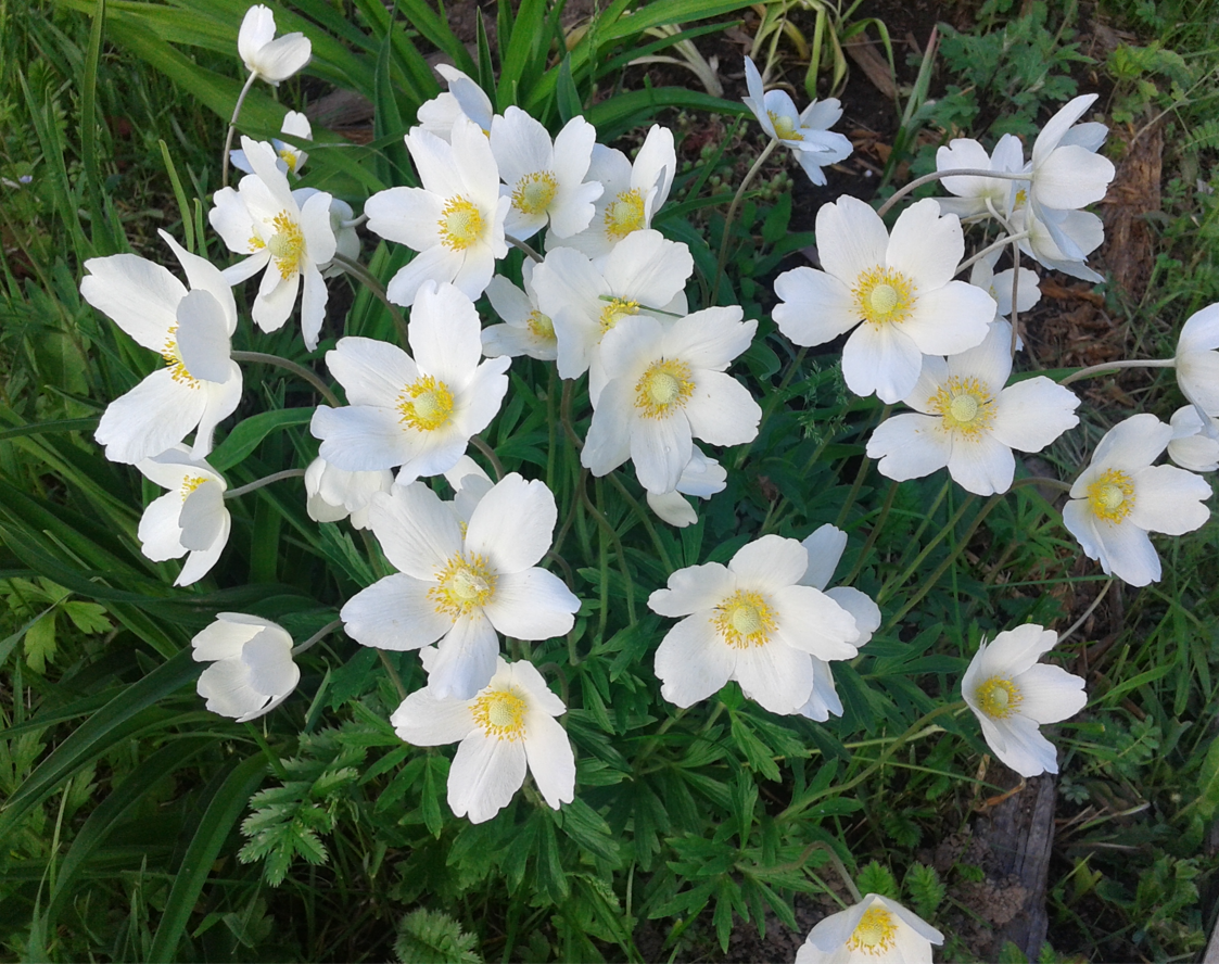 Фото 3. Мой БЕЛЫЙ САД в Июне