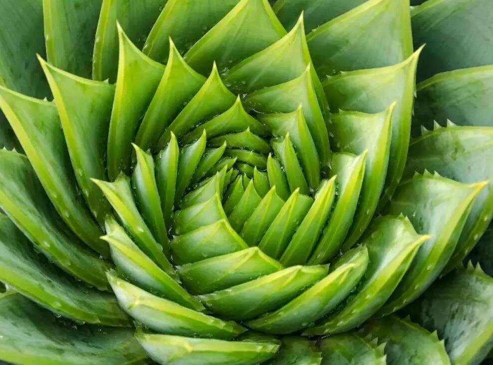 Красивый, но колючий цветок 