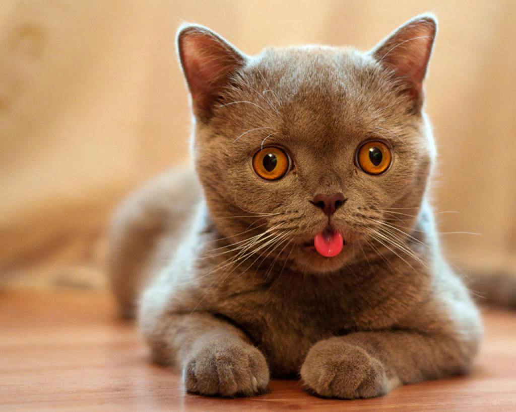 почему кошка высовывает кончик языка