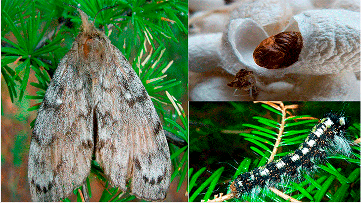 Сибирский шелкопряд