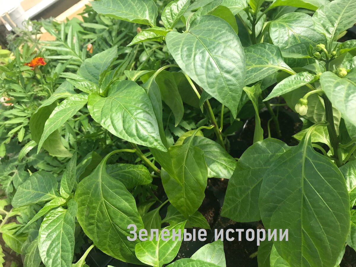 Традиционным способом  я тоже выращиваю - чтобы иметь возможность сравнивать