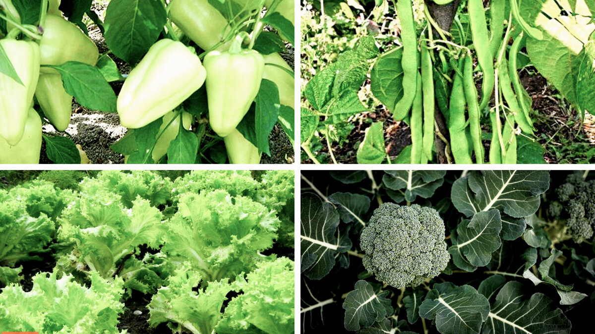 Отличному урожаю соседство этих растений вредит