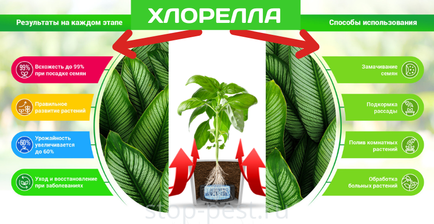 Особенности применения хлореллы в растениеводстве, фото сайта https://stop-pest.ru