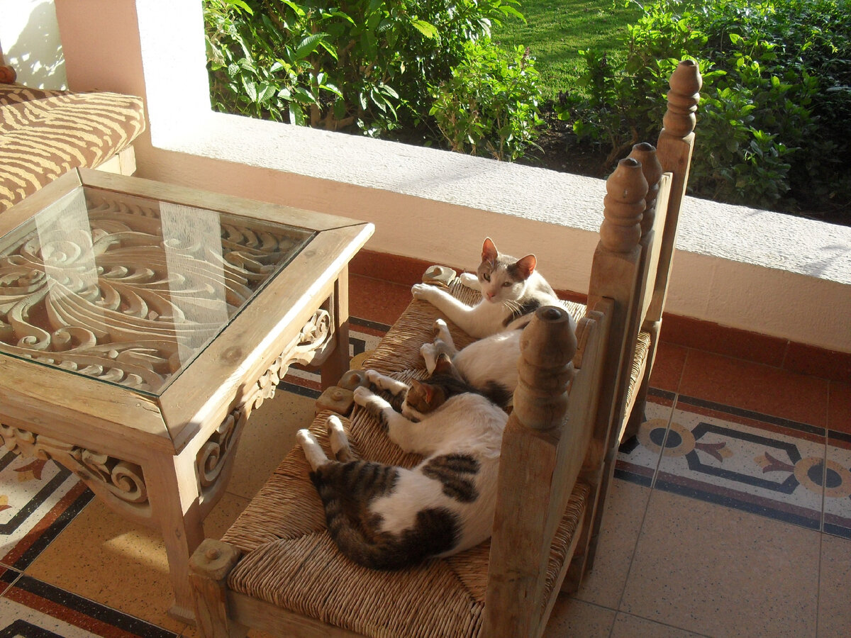 Domina coral bay в апреле 2011 года