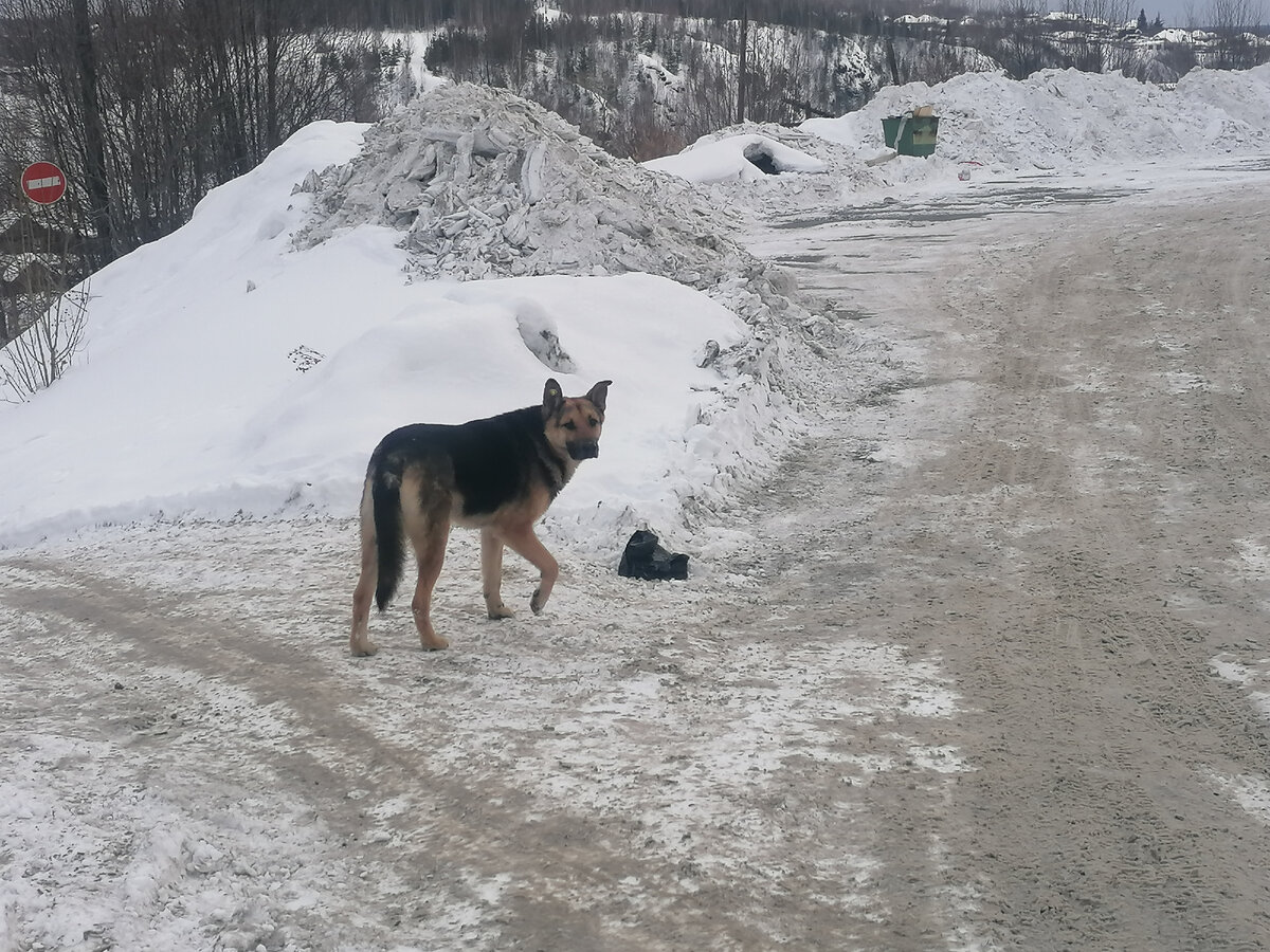 Этот бродяга и сподвиг меня написать статью о брошенных собаках. Нет-нет, это не та хаски, это другой красавец.