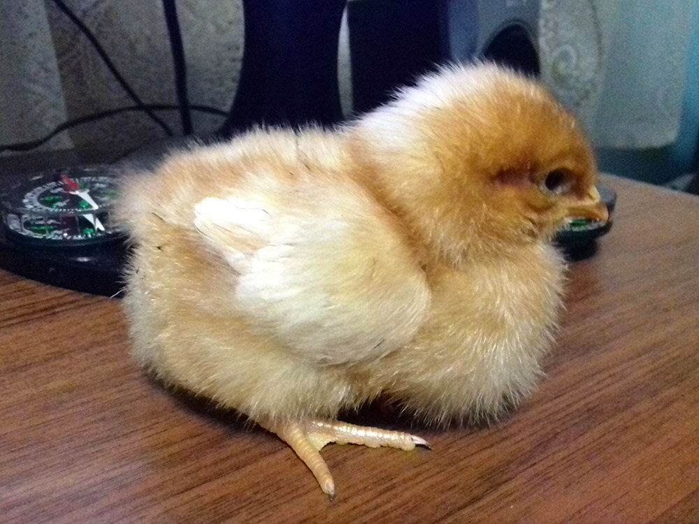 Будущая несушка