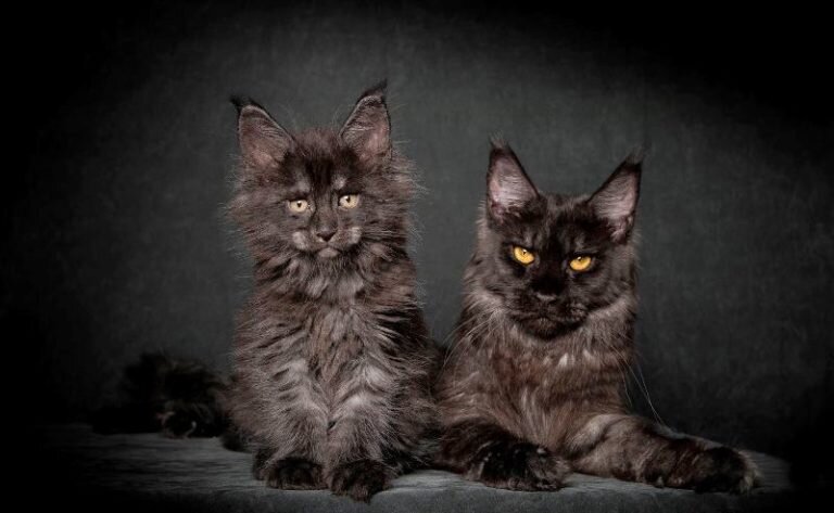 О породе Мейн Кун  Мейн кун - таинственная порода кошек, ее происхождение связано с легендами и загадками.-2
