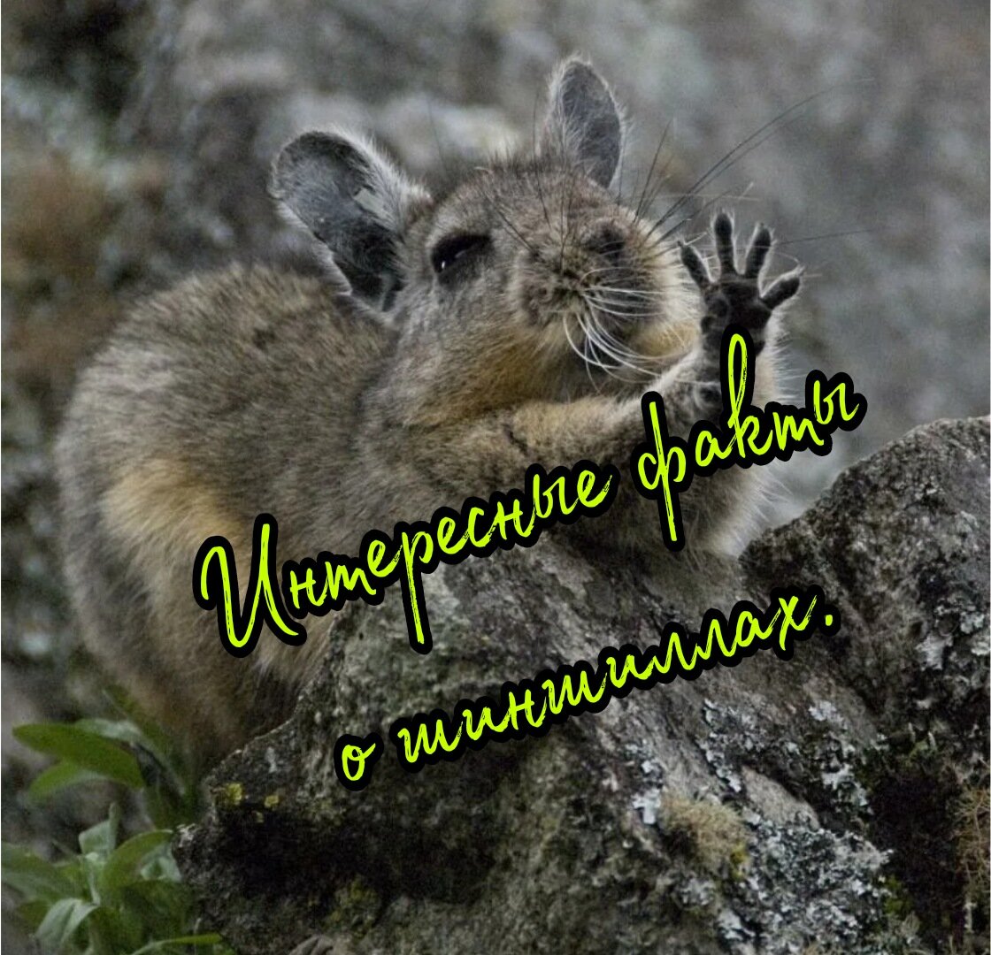 Вискаша животное