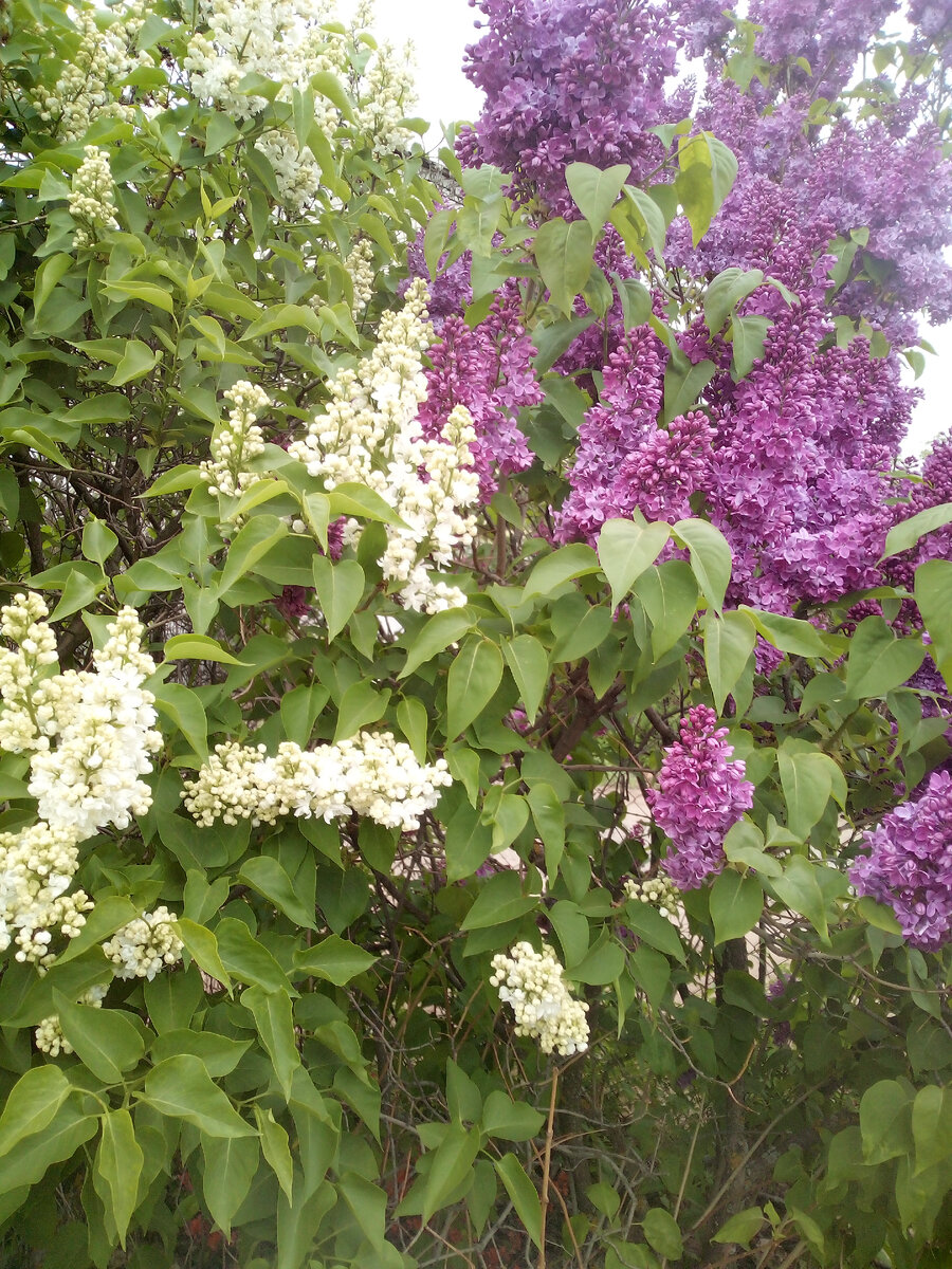 Сирень махровая 