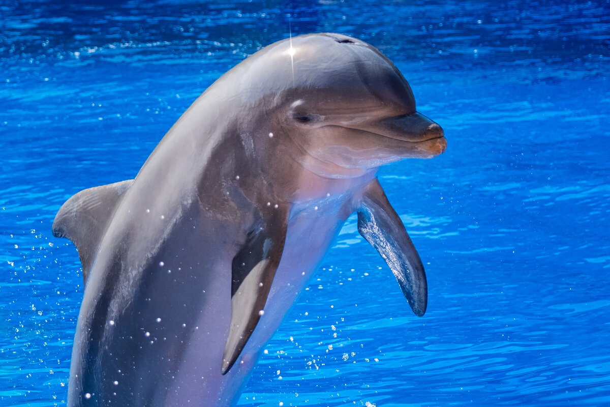 Звук в слове дельфины