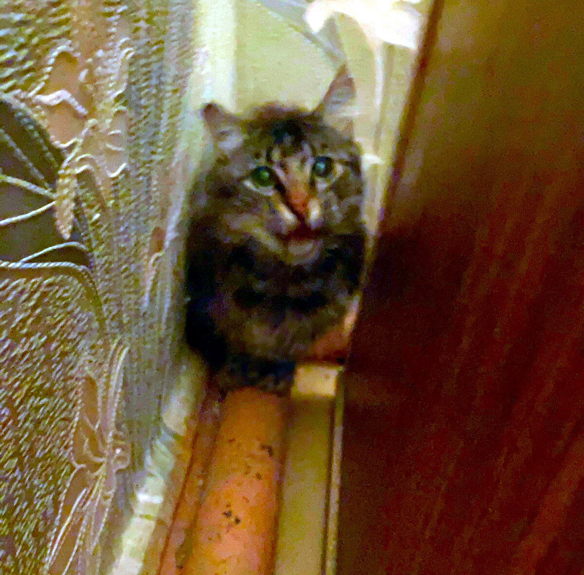 Решил совершить побег, но убежал за шкаф