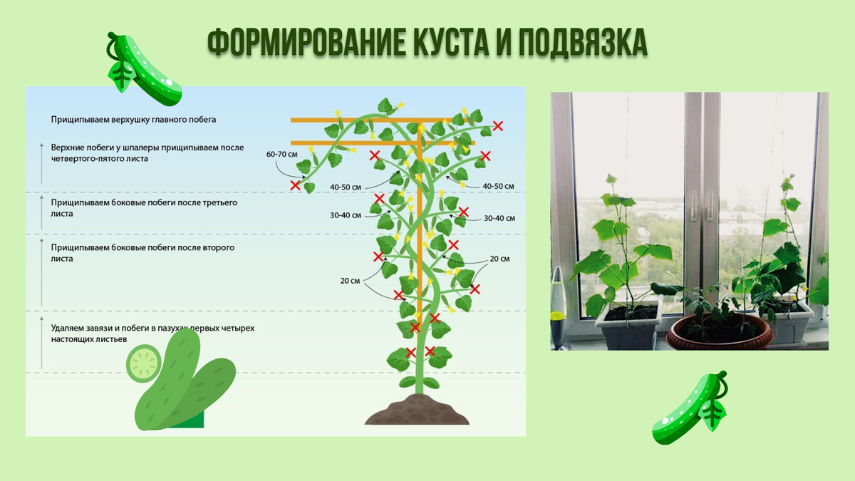 Грядка на подоконнике и на балконе