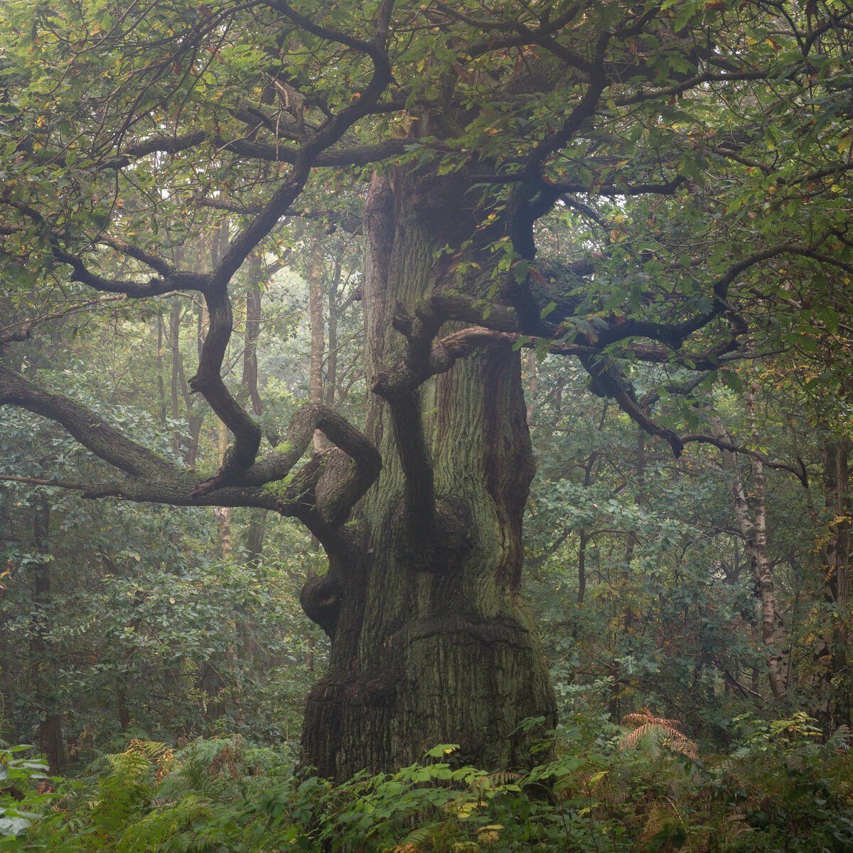 Красивое старое дерево. Шервудский дуб Робин Гуд. Шервудский лес Великобритания. Дуб Робин Гуда в Шервудском лесу. Ноттингем Шервудский лес.