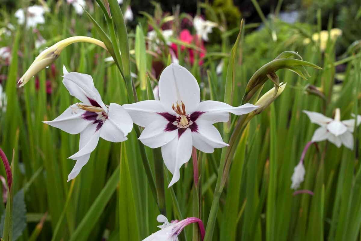 Acidanthera bicolor дома на подоконнике