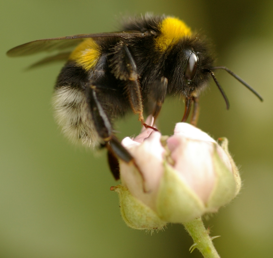 Фото и иллюстрации взяты из открытых источников и принадлежат их авторам