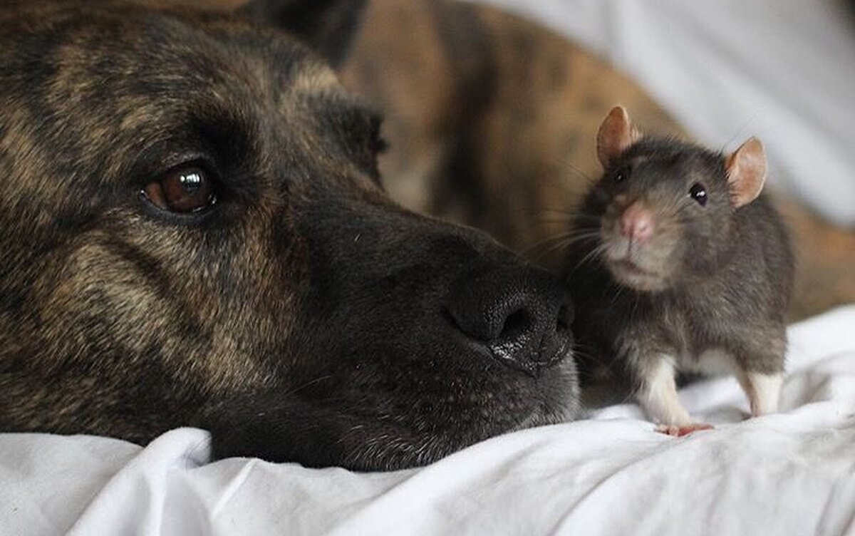 Источник https://www.goodhouse.ru/home/pets/razmer-druzhbe-ne-pomeha-myshka-i-ovcharka-obozhayut-drug-druga/?amp&