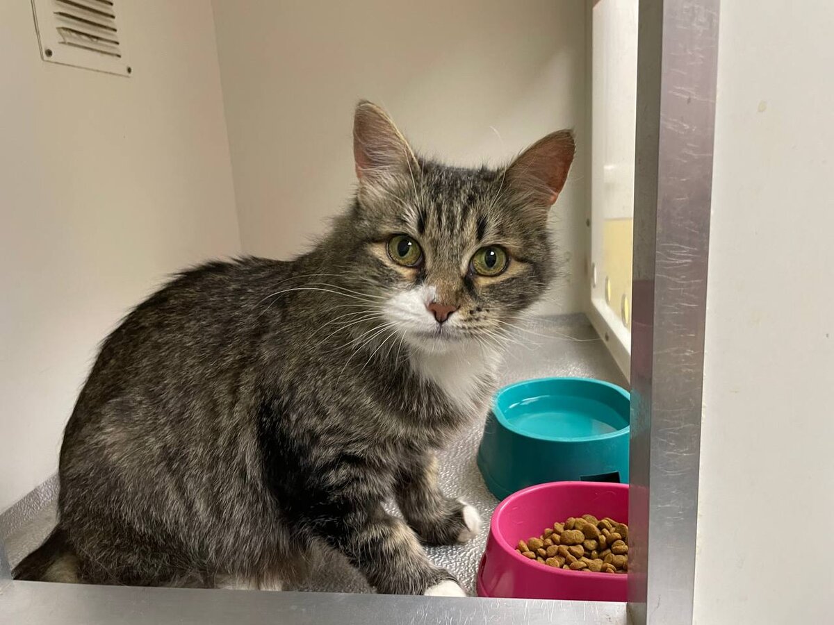 Дженни в стационаре мед.центра «ЮНА»