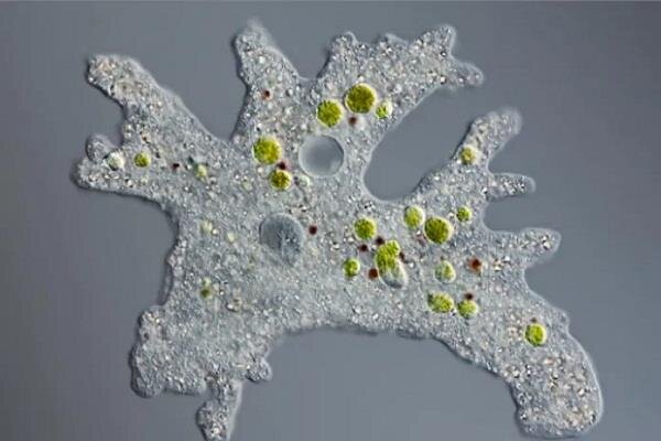 Аморфная амебка. Она не будет ничего делать. Она скажет, что не получается и включит сериал.