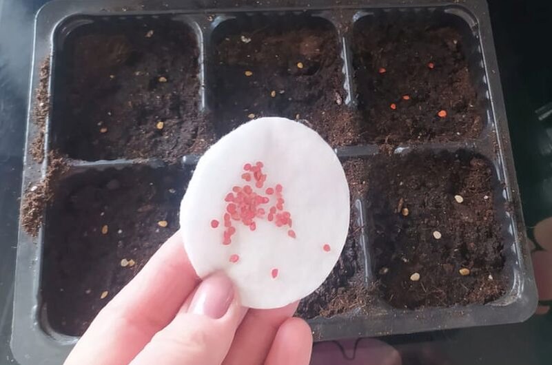 Сею семена томатов в кассеты.