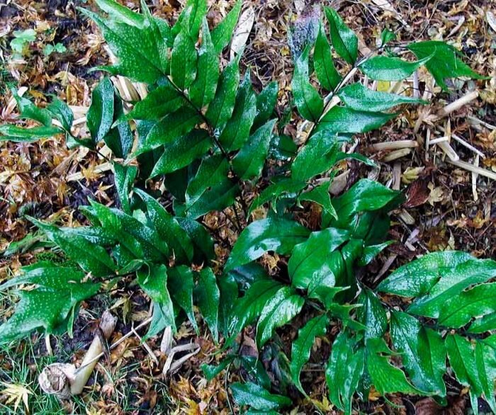 Циртомиум — редкая папоротниковая растительность