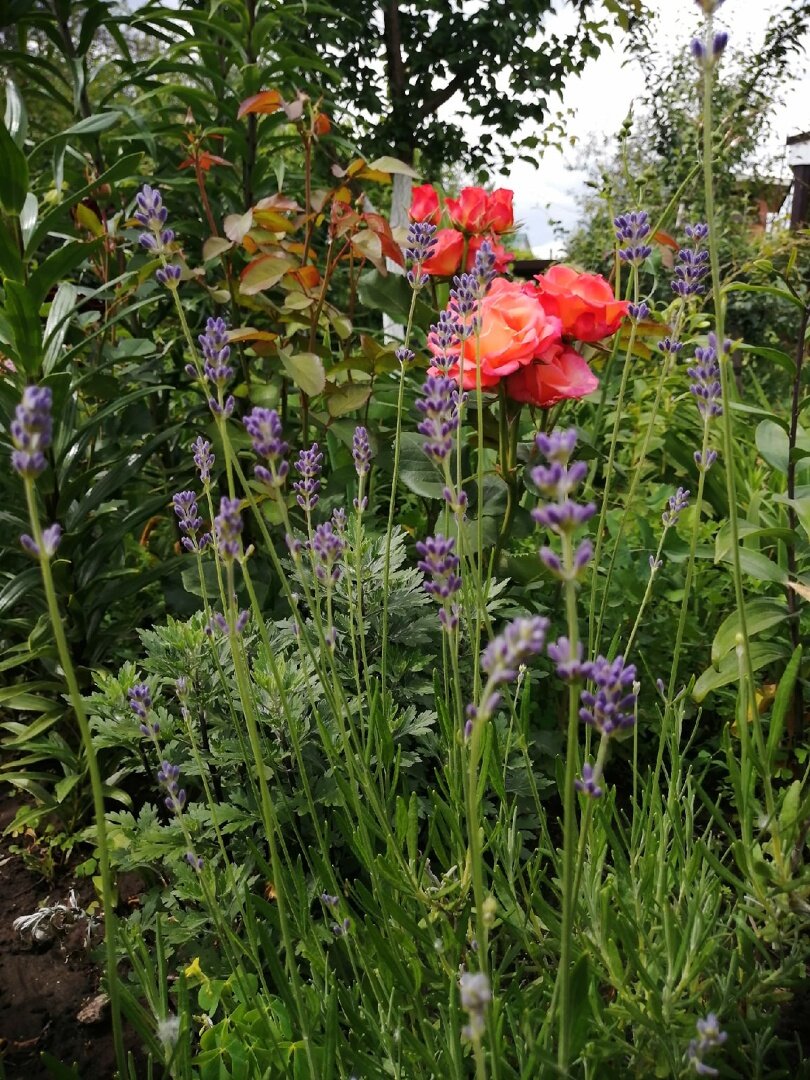 "Пик цветения" лаванды в моем саду