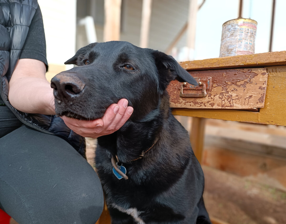 Этот балбес всегда радостно выполняет команды. Он попал к нам с расшатанной психикой и серьезными проблемами с агрессией. Поэтому тренировки — то единственное, что отделяет нас от травм, а его — от существования на цепи. Никто не хотел бы такого для нас или этой милой морды. Тем более, что при правильном подходе, занятия становятся увлекательными и для собаки и для владельца.