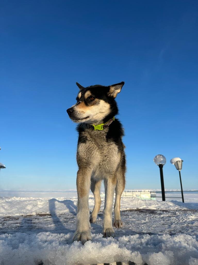 Чуя собственной персоной