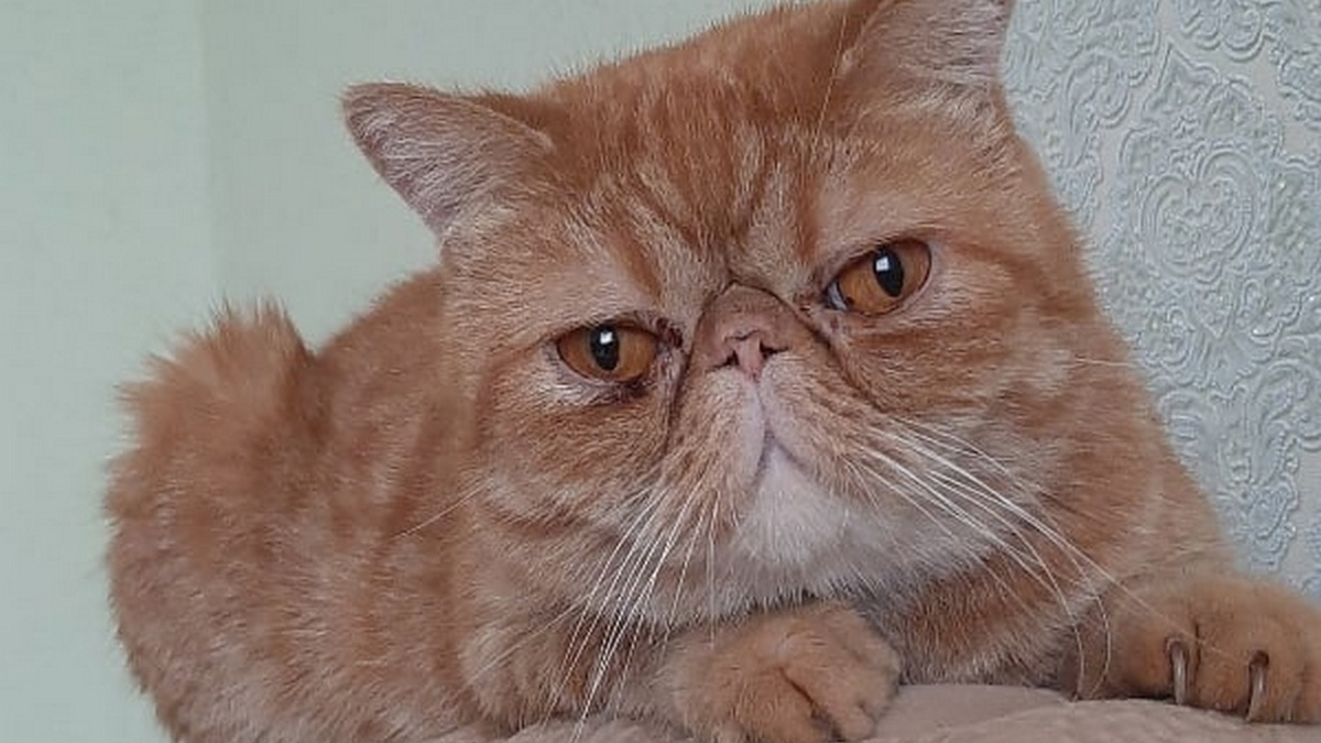    31 августа курской ветслужбе исполняется 140 лет