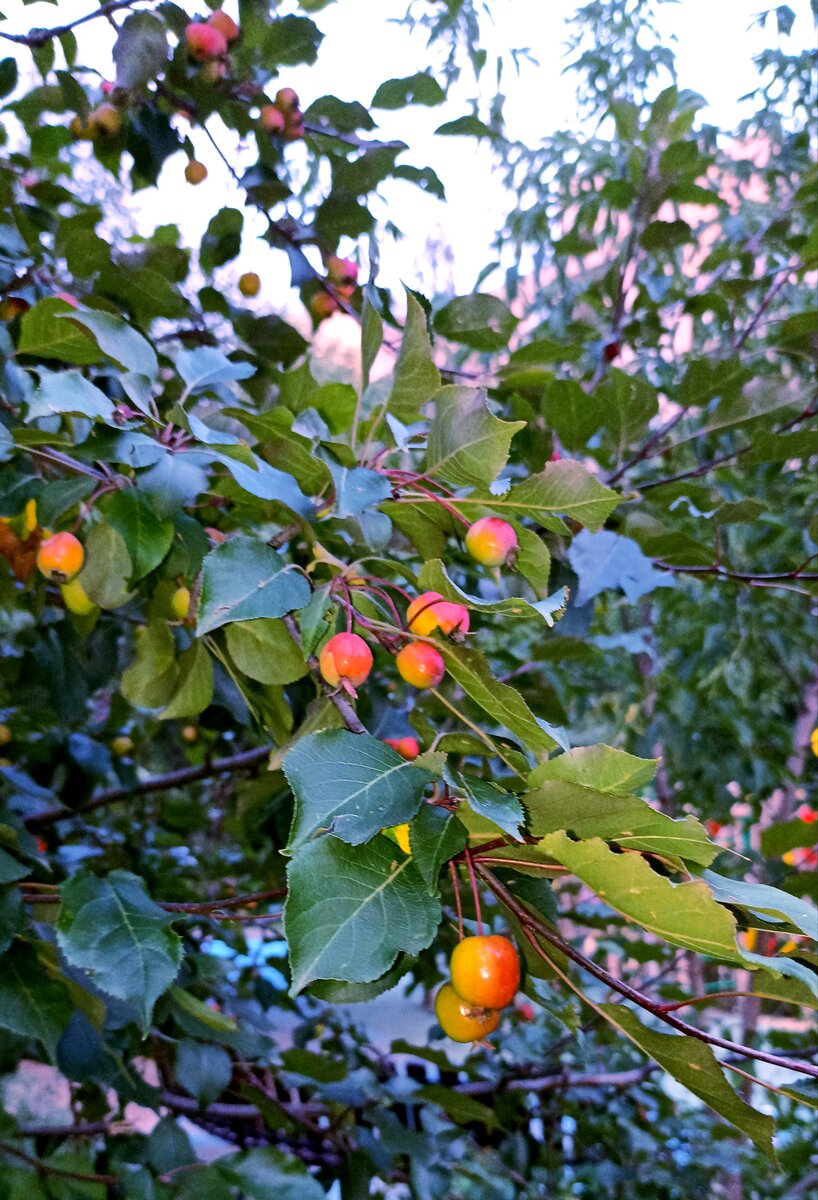 Яблочки румяные... 🍏🍎🍎
