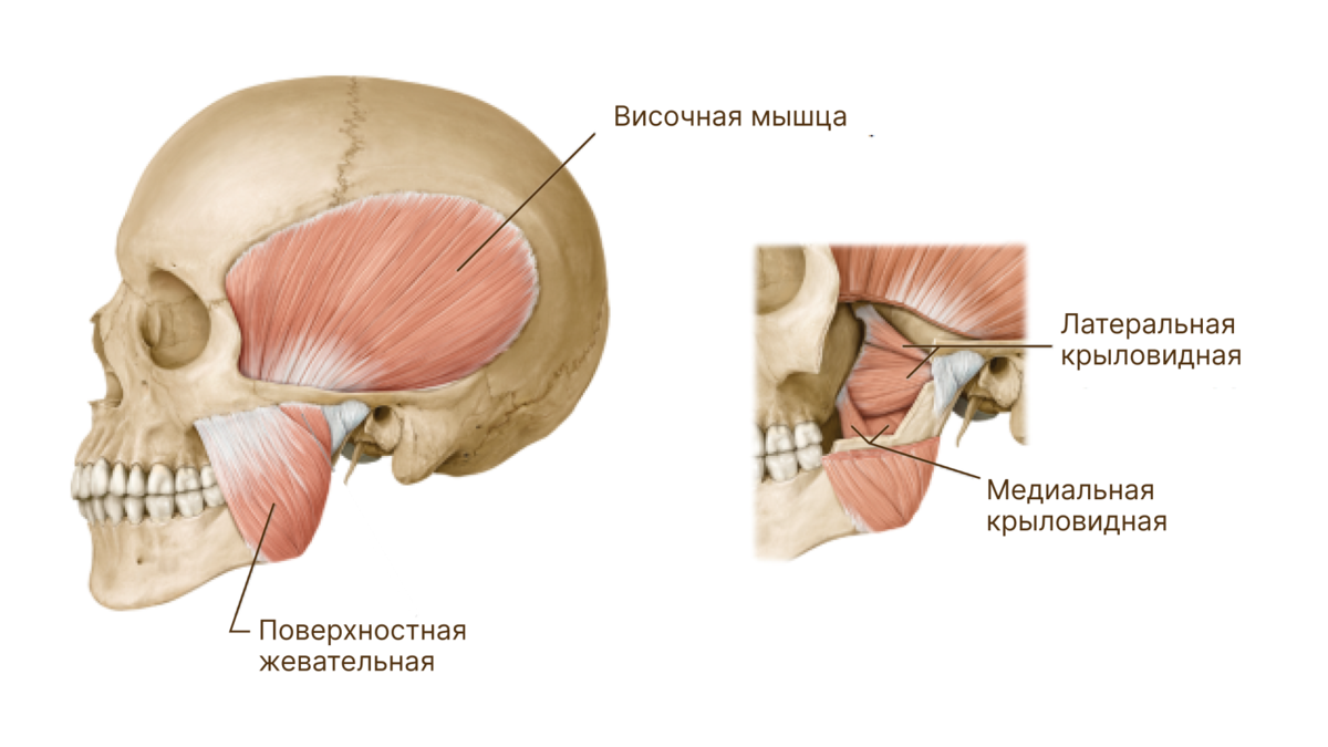 Латеральная крыловидная. Жевательные мышцы медиальная крыловидная. Латеральная крыловидная мышца и ВНЧС. Медиальная крыловидная мышца функции. Жевательные мышцы латеральная крыловидная.