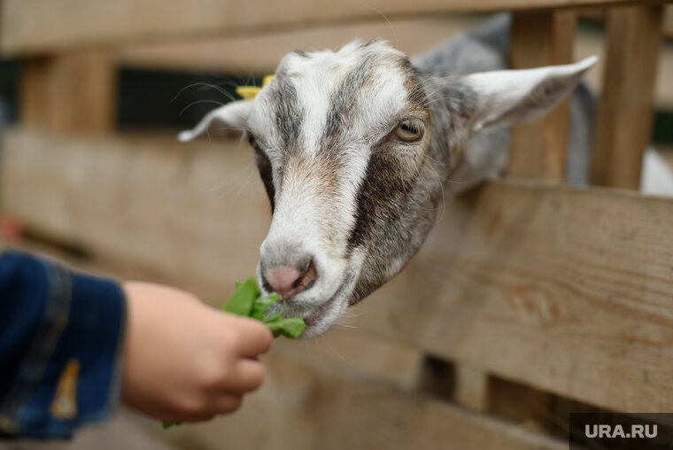    Коз содержат в клетках без подстилок